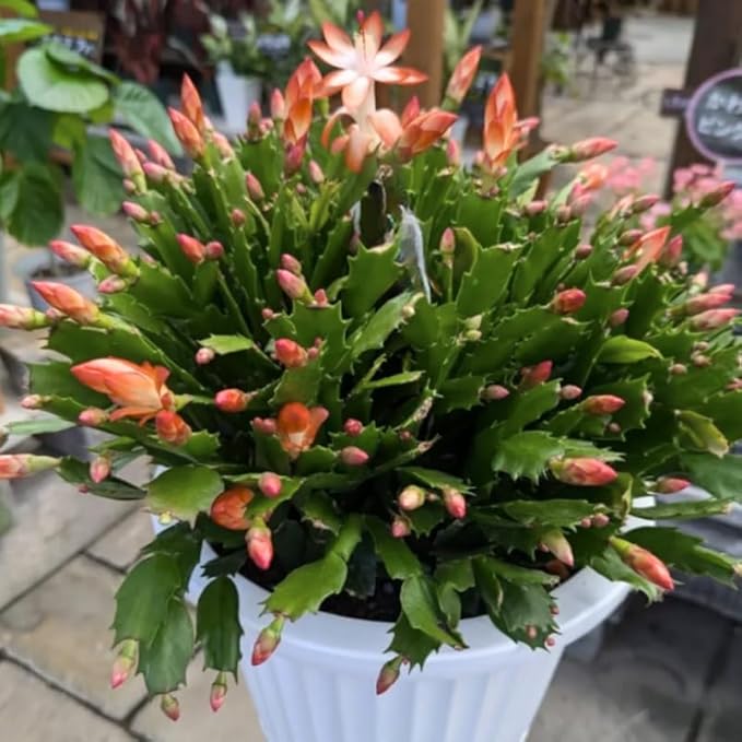 2 Salmon Christmas Cactus Plants Live, True Thanksgiving Cactus Live Size 6-9" Inches Tall, Ready to Blooms, Holiday Houseplant, Cold Hardy, Bloom in Winter