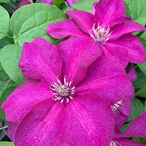 Clematis Cardinal Wyszynski Vine - 5 Live Plants in 4 Inch Growers Pots - Clematis 'Cardinal Wyszynski' - 2 Years Old Ready to Be Planted - Bold and Beautiful Crimson Flowering Vine