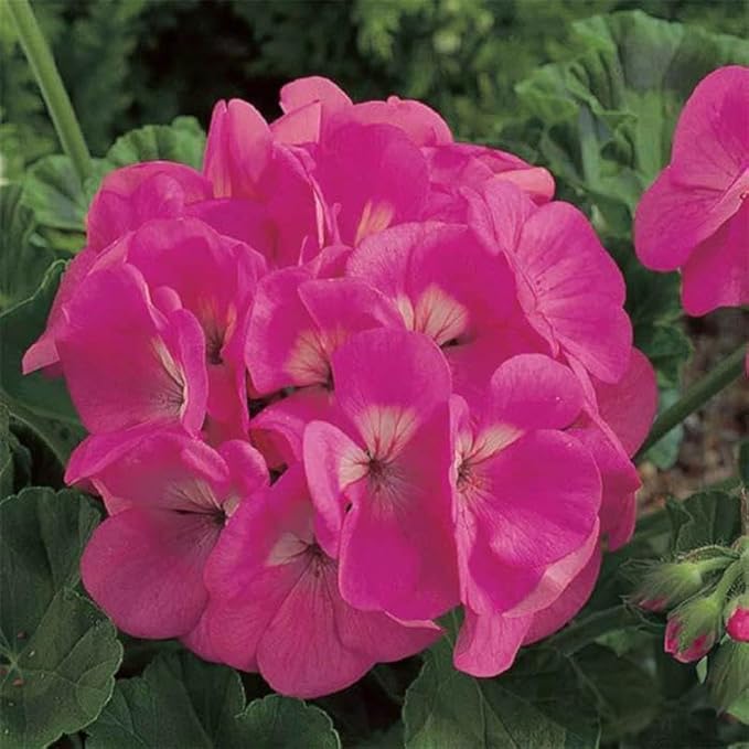 Maverick Series Geranium Pink ~50 Seeds – Pelargonium x hortorum – Non-GMO, Annual – Compact 12-18" Plants – 4-6" Blooms – for Containers, Borders & Flower Beds – 91-105 Days