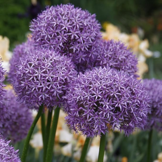 Flowering Onion or Allium Aflatunense Flower Bulbs - 5 Bulbs per Pack - Attracts Butterflies and Hummingbirds - Deer Resistant - Good as Cut Flowers - Perennializing