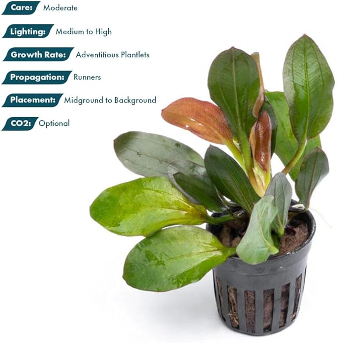 SubstrateSource Live Plants - Echinodorus ‘Red Phoenix’ (Echinodorus sp.) - Medium to High Light, Red Green, Midground to Background Placement, Freshwater Aquascaping Aquatic Plant - Pot