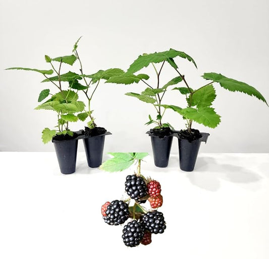 BlackBerry Plants Triple Crown Live for Sale (4 Pack) | Easy to Grow Plants | Edible Fruit Plant for Sustainable Living | Grow Your own Food on Your Edible Organic Garden| Live for Planting|
