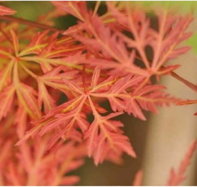 Orangeola Weeping Laceleaf Japanese Maple - Live Plant - Trade Gallon Pot