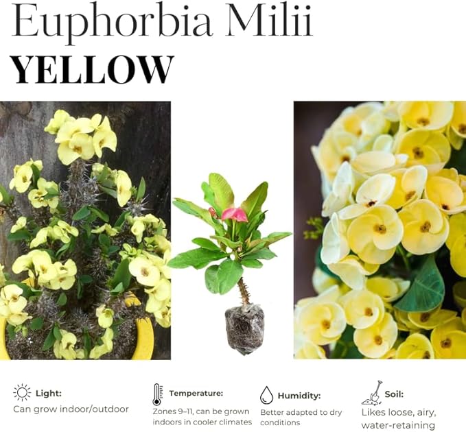 Yellow Crown of Thorns Plant Live in Pot, Euphorbia Milii Live Plants Very Hardy Houseplant Home Decoration, Year Round Blooming