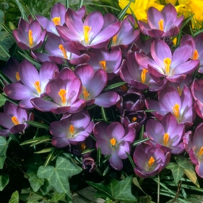 Ruby Giant Species Crocus Flower Bulbs - 25 Bulbs per Pack - Attracts Butterflies and Hummingbirds - Deer Resistant - Naturalizing - Perennializing