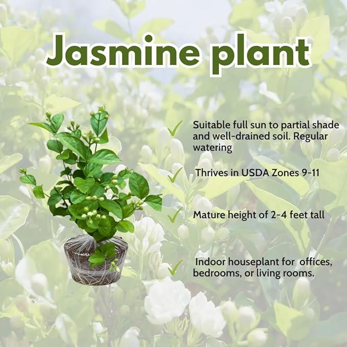 Grand Duke Jasmine Live Plant, Fragrant White Flowers Plant for Growing, 4-7 Inch Tall, No Pot