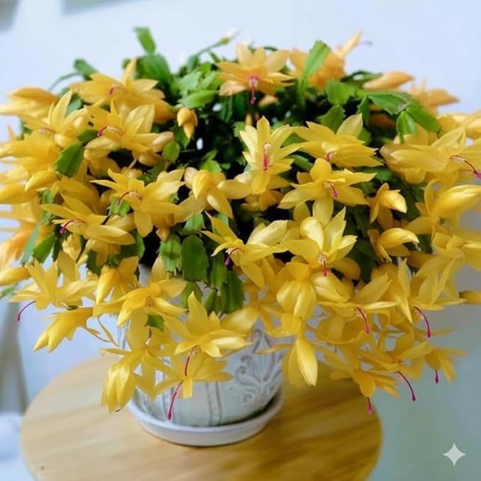 2 Yellow Christmas Cactus Plants Live, True Thanksgiving Cactus Live Size 6-9" Inches Tall, Ready to Blooms, Holiday Houseplant, Cold Hardy, Bloom in Winter