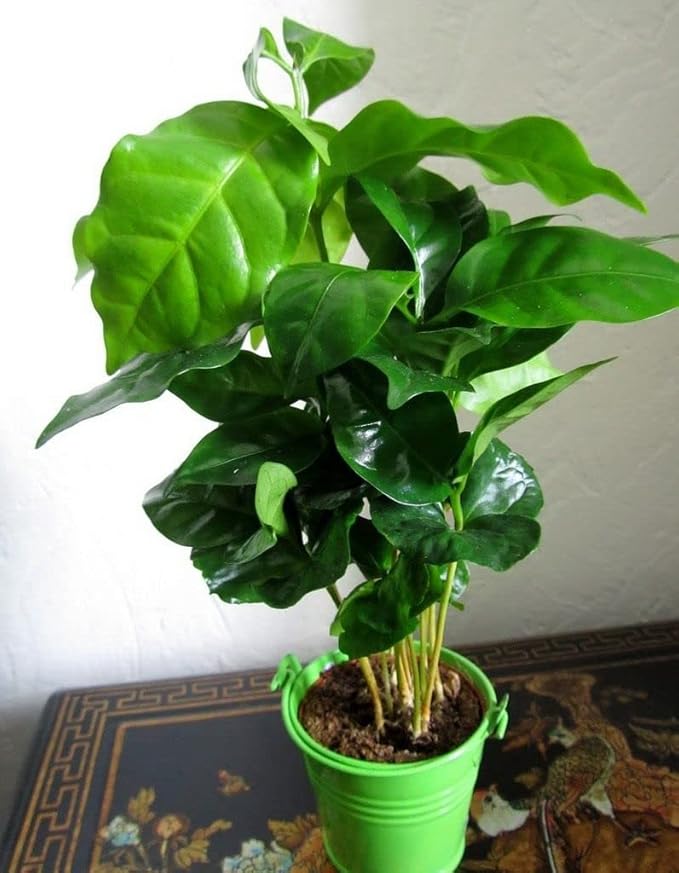 5+ Seeds Arabian Coffee Tree (Mountain Plant) - Tree Dwarf