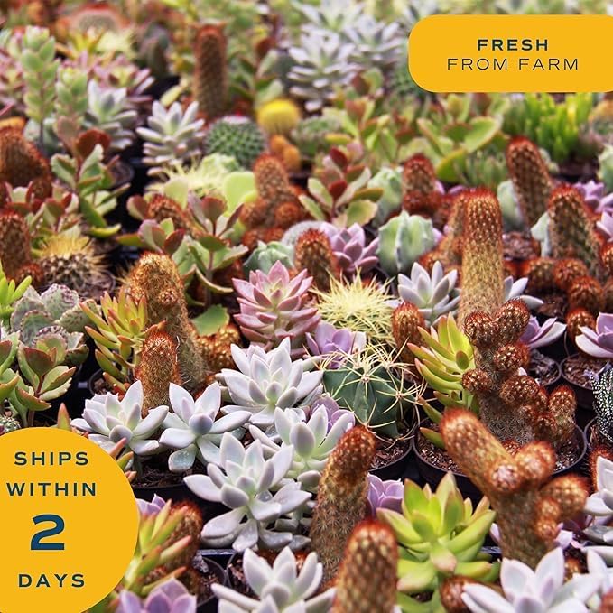Costa Farms Haworthia Succulent, Easy to Grow Live Plant in Indoor Houseplant Pot, Potting Soil, 4-Inches Tall, Home & Room Decor