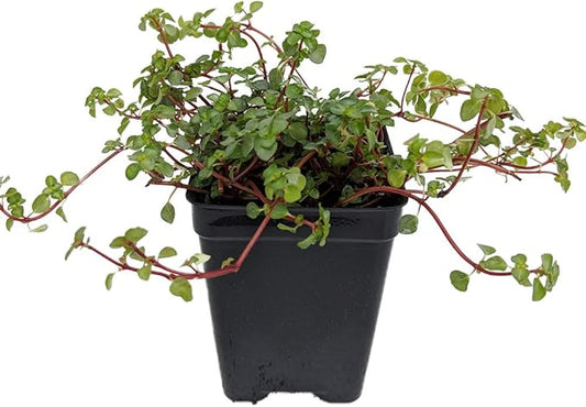 Blue Angel Trailing Pilea - Houseplant/Terrarium/Fairy Garden - 2.5" Pot
