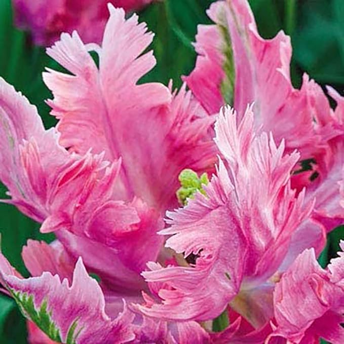 5 Pink Vision Parrot Tulip Bulbs – Stunning Pink Blooms with Fringed Petals – Unique Parrot Tulips for Spring Gardens – Hardy & Easy to Grow Perennial Tulips