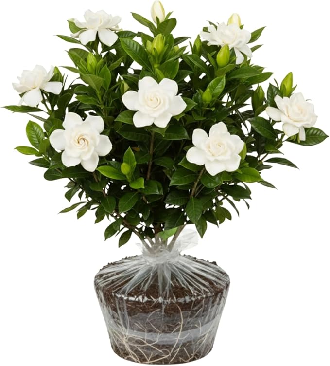 Cape Jasmine Plant Live, Frostproof Jasmine Live Plants, Gardenia Plant Live Climbing Vine No Pot Indoor Outdoor Fragrant Flower Garden Planting