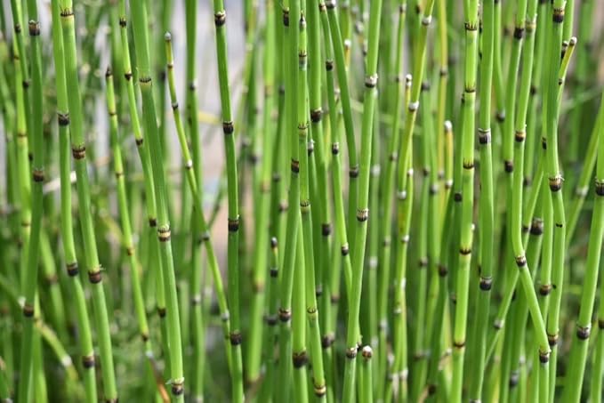 6 Horsetail Plant Cuttings to Grow - Equisetum Cuttings - Great Aquatic Feature