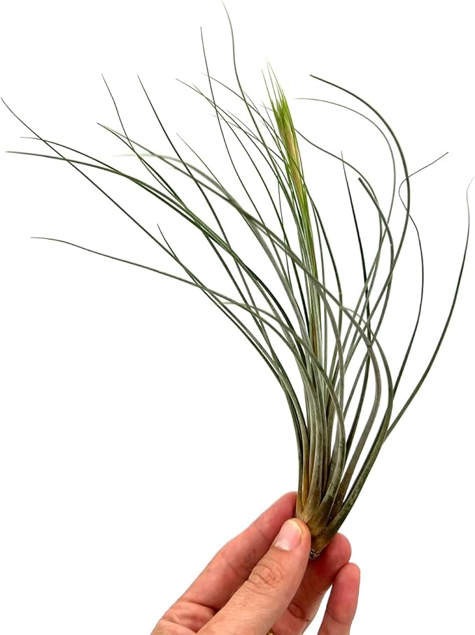 ragnaroc Air Plants - Tillandsia Juncea, Jumbo 8-12" - 1ct - Live Arrival Guaranteed - House Plants for Home Decor & Gift