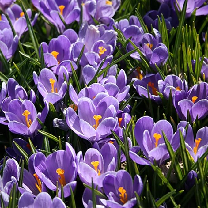 Remembrance Crocus Flower Bulbs - 10 Bulbs per Pack - Naturalizing - Perennializing