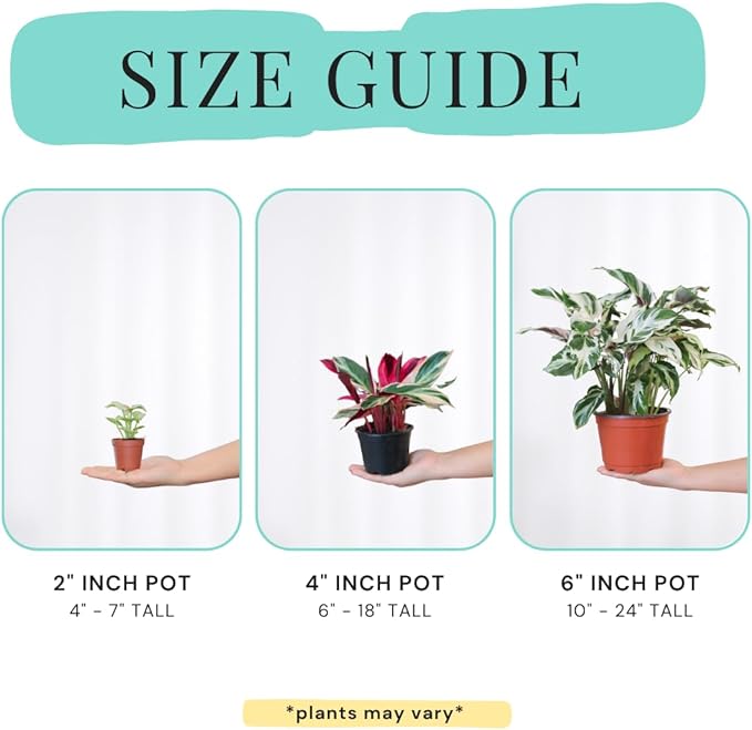 CoollectivePlants Aglaonema Chinese Evergreen ‘Cherry’ – Live Plant in 4″ Grower’s Pot, Aglaonema Live Plant, Easy Care Indoor Plant, Includes UniHeat Pack for Winter Protection