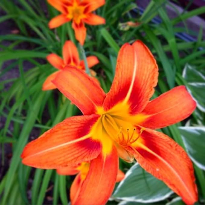 3 Orange Daylily Bulbs for Planting, Reblooming Daylilies Bulbs, Perennial Flowers Bulbs