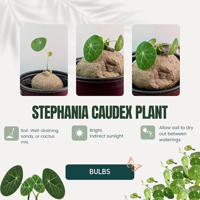 2"-2.5" Stephania Cephalantha Plant Caudex, Rare Succulent with No Hair Roots, Already Sprouts, 4.5-6 Cm Wide Caudex for Planting,Home Decor, Houseplant, Cold Hardy