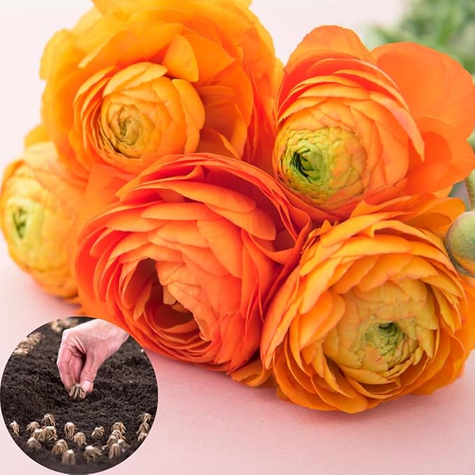 25 Ranunculus Bulbs for Fall Planting, Perennial Flowers Bulbs for Gardens, Vibrant Peony Buttercup Corms for Outdoor Borders (Orange Ranunculus Bulbs)