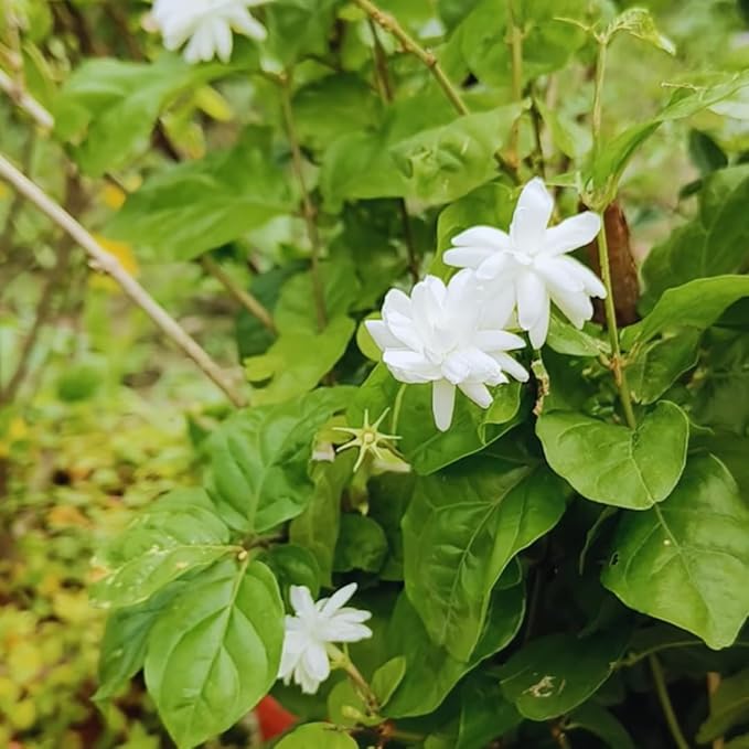 3 Jasmine Plants Live, 5 to 8 Inches Tall, Sambac Arabian Jasmine Vine Plant for Gardening and Outdoor Patio