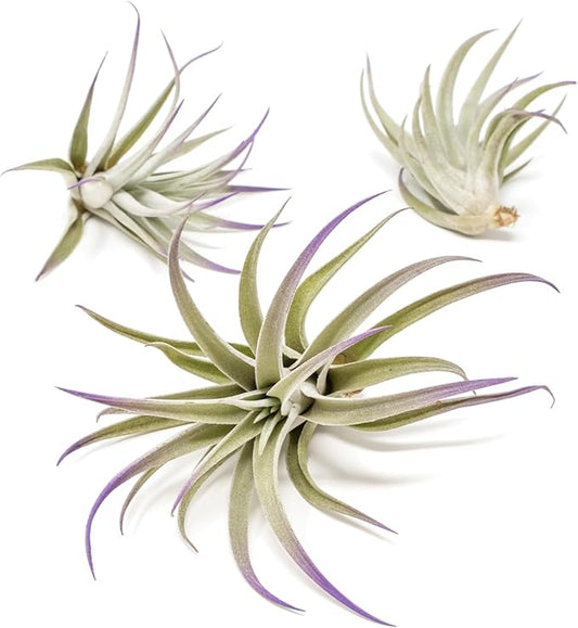 Purple Colorful Tillandsia Air Plants - Long Lasting Color Enhanced Live Tillandsia Succulent House Plants - Home and Garden Decor - Easy Care Indoor and Outdoor (Harrisii, Pack of 3)