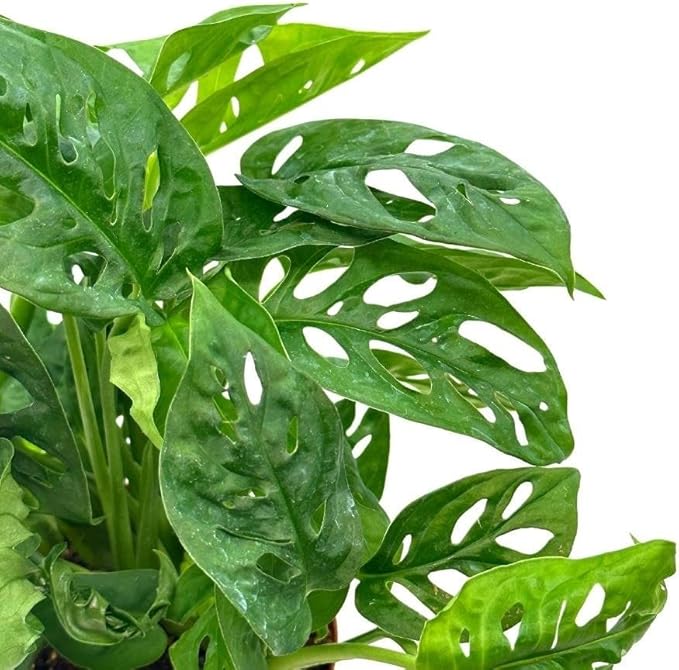 BubbleBlooms Swiss Cheese Plant in a 6 inch Pot Monstera Adansonii, Five Holes Vine Big Indoor House Plant