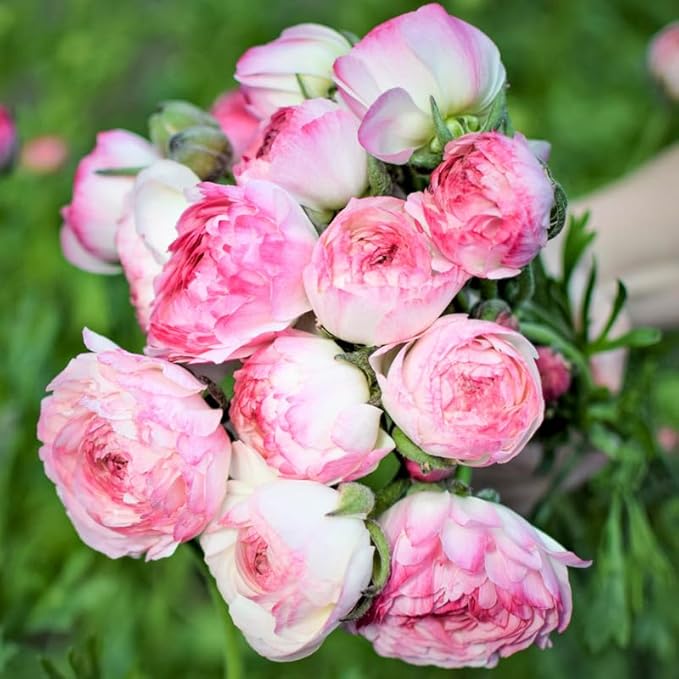 Ranunculus Bulbs for Planting, 25 Pink Ranunculus Bulbs for Fall Planting, French Peony Ranunculus Corms Bulk Ranunculus Flowers Buttercups, Butterfly Ranunculus Bulbs to Grow