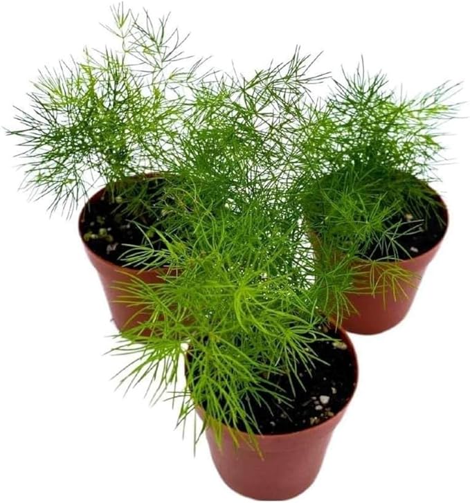 BubbleBlooms Ming Fern Asparagus retrofractus, 2 inch Set of 3, Tiny Mini Pixie Plant