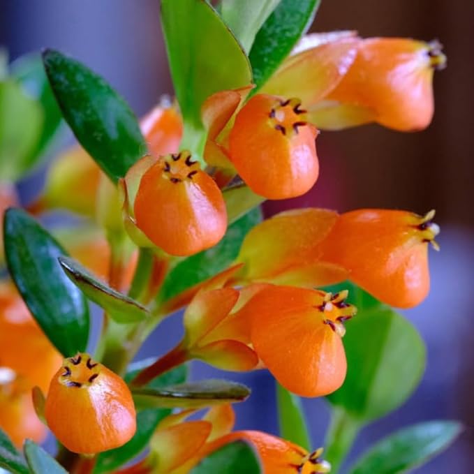 Goldfish Plant Live, Trailing Indoor Houseplant in 4 Inch Pot for Hanging Planters