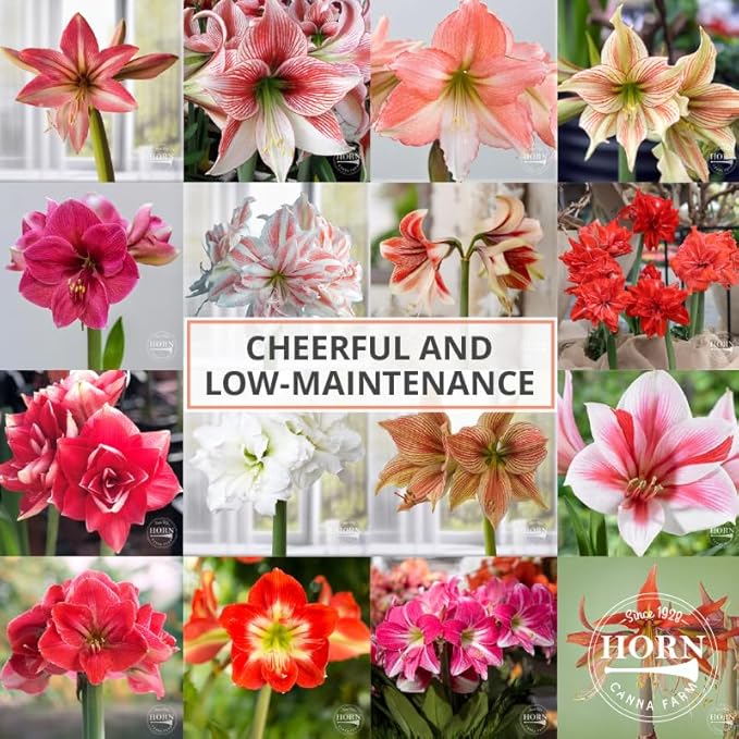 Ice Pink Amaryllis Bulb by Horn Canna Farm | Large Indoor Flower Bulb for Winter Growing | Bright Hot Pink Blooms