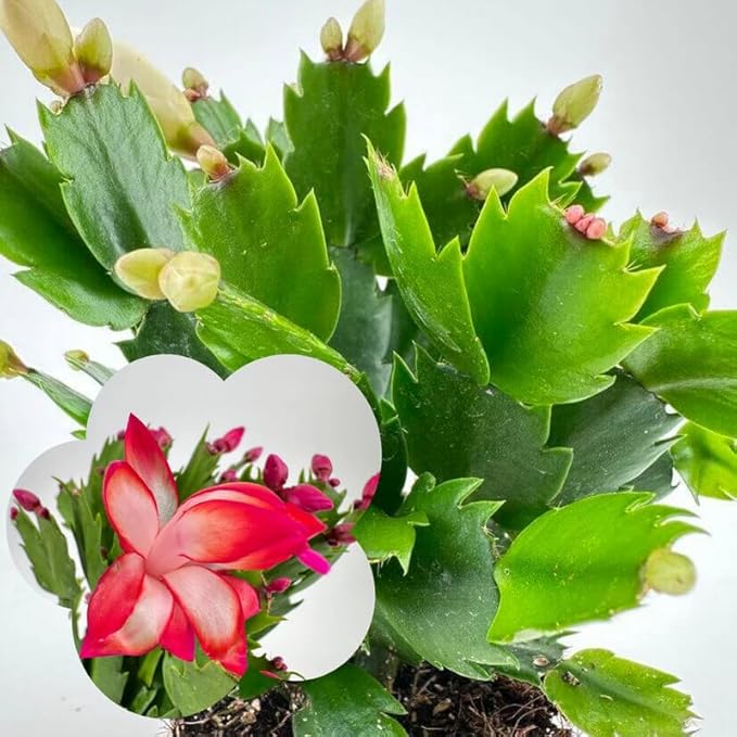 Thanksgiving Cactus Live Plant in 4" Pot, Holiday Christmas Cactus Plants Live, Winter Bloom, Indoor Planting, Ready to Blooms (Red)