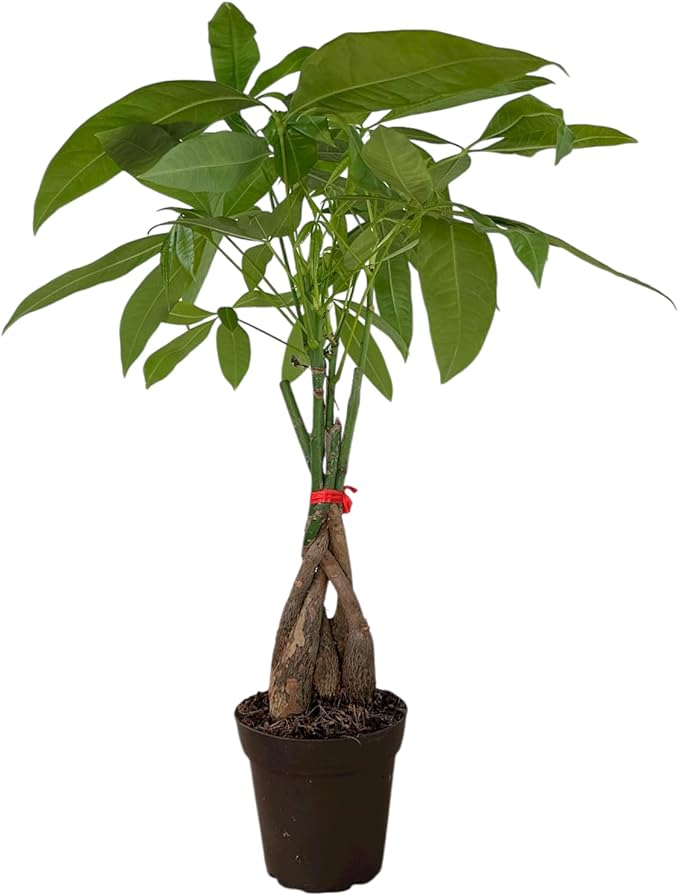 Money Tree Live Plant | 12-16 Inches Tall Bonsai | Easy to Grow Indoor Houseplant | Home, Office, or Room Decor | Birthday, Housewarming Gift in 4 inch Pot