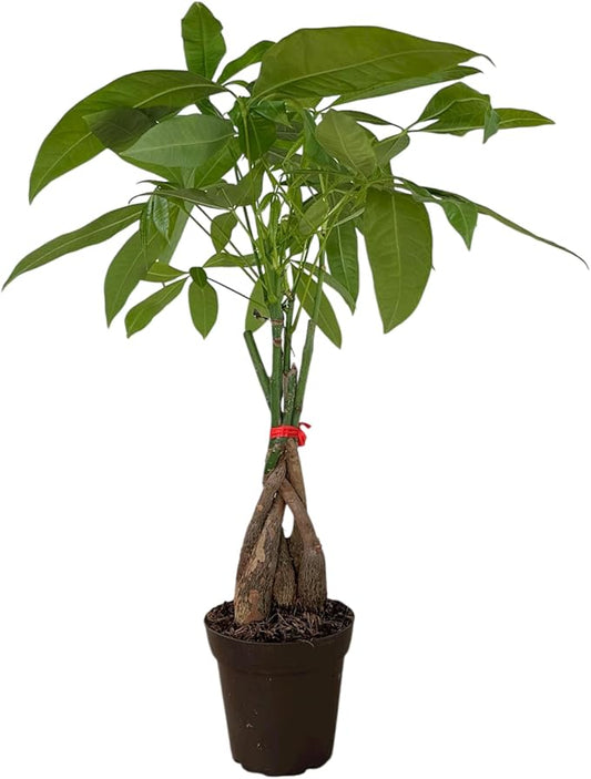 Money Tree Live Plant | 12-16 Inches Tall Bonsai | Easy to Grow Indoor Houseplant | Home, Office, or Room Decor | Birthday, Housewarming Gift in 4 inch Pot