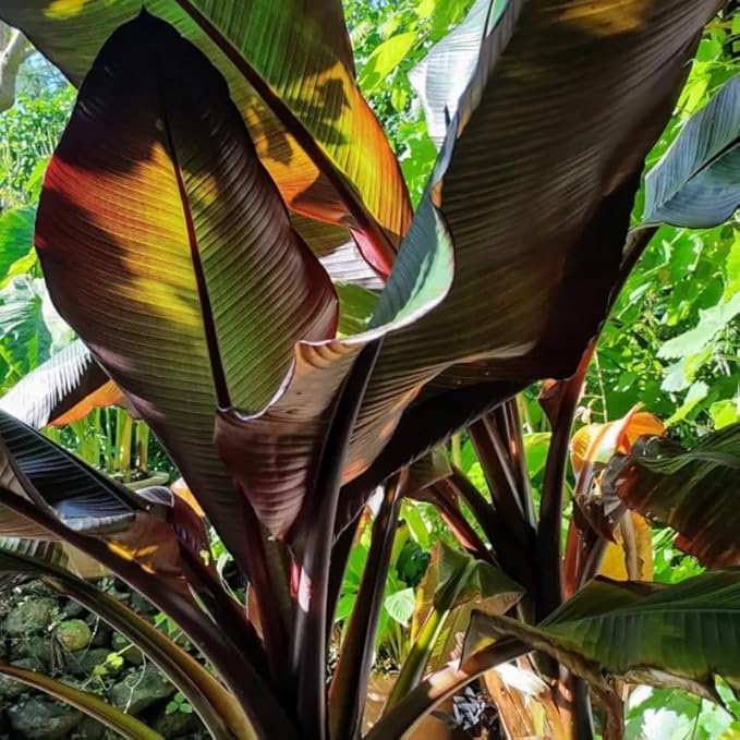 Zebrina Banana Plant Live for Planting, Banana Trees Live Plants for Outdoor Indoor Planting, Cold Hardy, 4-7" in Tall, No Pot, Musa Plant