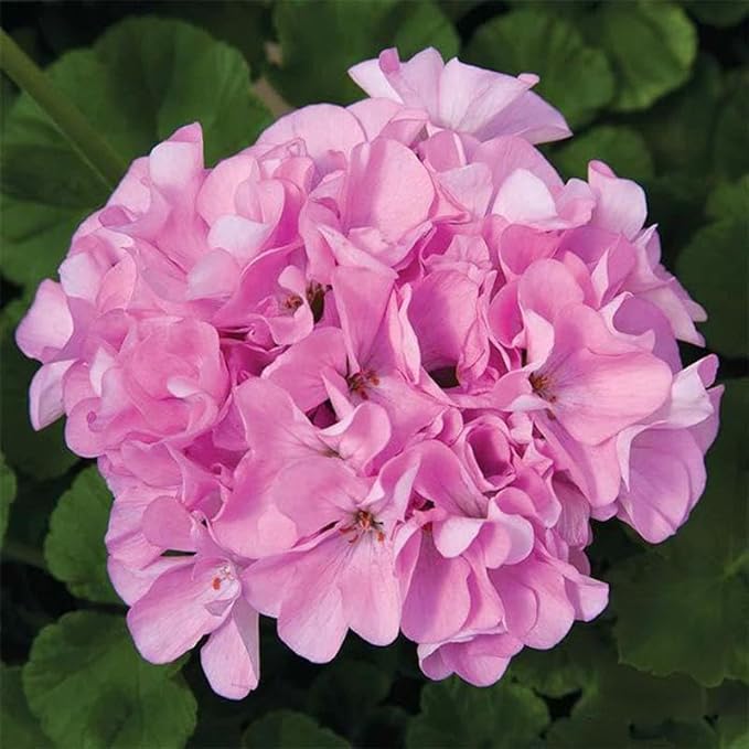 Maverick Series Geranium Quicksilver ~10 Seeds – Pelargonium x hortorum – Non-GMO, Annual – Compact 12-18" Plants – 4-6" Blooms – for Containers, Borders & Flower Beds – 91-105 Days