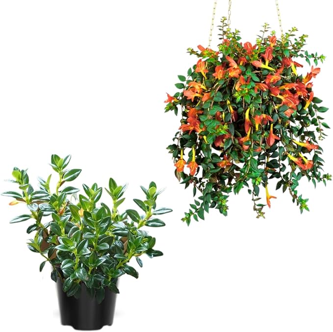 Trailing Goldfish Plant Live Potted 4 Inc, Tropical Goldfish Plant for Hanging Basket, Houseplant Indoor Live Plant