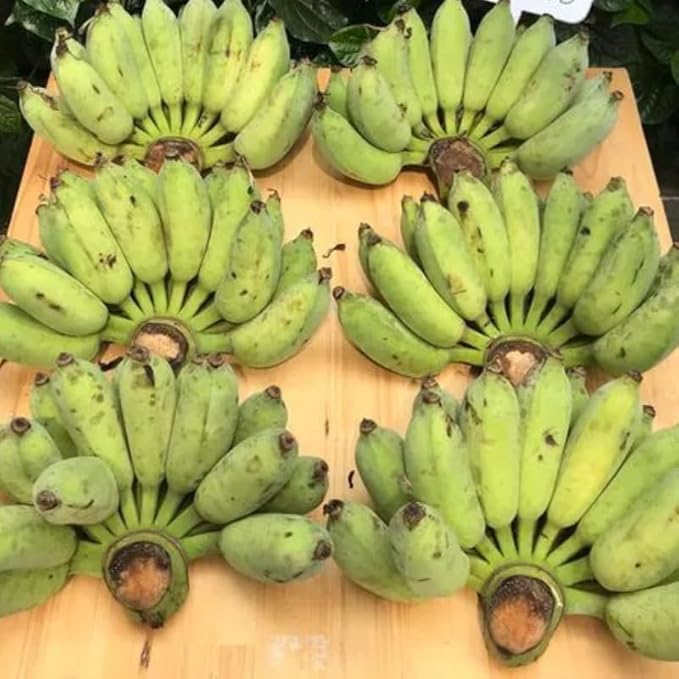 Namwah Banana Plant Live for Planting, Banana Trees Live Plants for Outdoor Indoor Planting, Cold Hardy, 4-7" in Tall, No Pot, Musa Plant