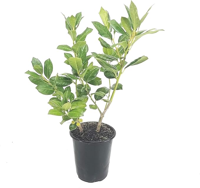 Ilex Nellie R. Stevens Holly - 5 Live Quart Size Trees - Evergreen Privacy Shrub - Red Berries