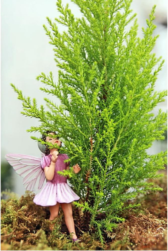Lemon Scented Goldcrest Cypress Tree - Indoors/Out/FairyGarden - 2.5" Pot