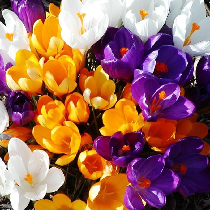 Large Mixed Crocus Flower Bulbs Value Bag - 12 Bulbs per Pack - Good for Indoor Forcing - Grows Well in Containers - Naturalizing - Perennializing - Easy to Grow Live Plants - Outdoor Garden