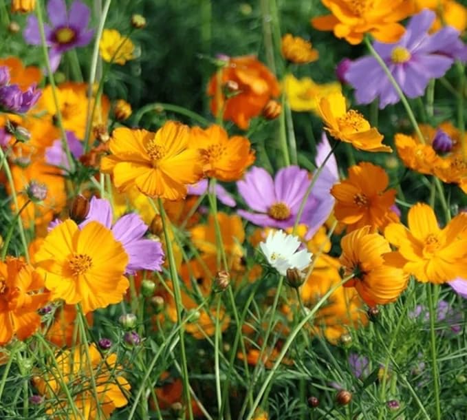 2000+ Cosmos Seeds – Easy to Grow Annual Flower Blend in Mixed Colors – Heirloom, Non-GMO, USA Grown – Throw and Grow Wild Flower Seeds for Garden and Landscaping