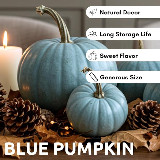 Exotic Blue Pumpkin Seeds | 10 Seeds Packet | Blue Jarrahdale Pumpkin | Beautiful Slate Color for Fall Décor & Baking | Easy Heirloom Seeds
