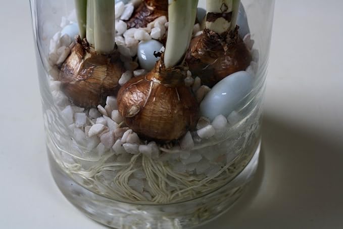 Ziva Paperwhite Flower Bulbs - 10 Bulbs - Large 15/+ cm Size - Paperwhite Narcissi