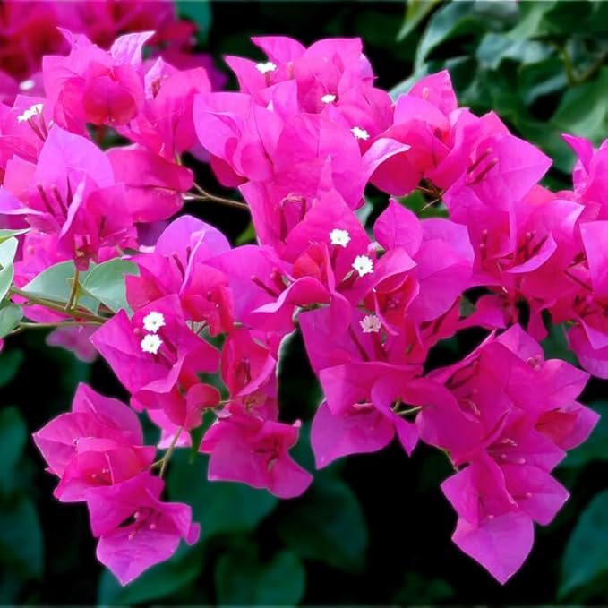 2 Bougainvillea Plants Live, Trailing Flowering Vines, 5-9” Tall, Well-Rooted Bougainvillea Trees for Outdoor Garden or Patio (Dark Purple Bougainvillea)