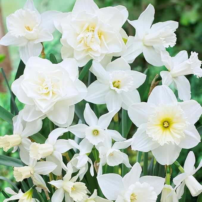 White Diamonds Daffodil Mix Flower Bulbs - 10 Bulbs per Pack - Deer Resistant - Good as Cut Flowers - Naturalizing - Perennializing - Easy to Grow Live Plants - Outdoor Garden