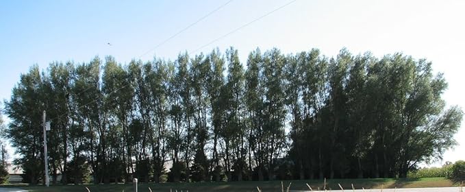 24 Jumbo Hybrid Willow Tree Cuttings - Approx 10 inches Tall, 5/8 in- 1+ Inch Thick Root Stock - Fast Privacy Shade Trees - Easy to Grow