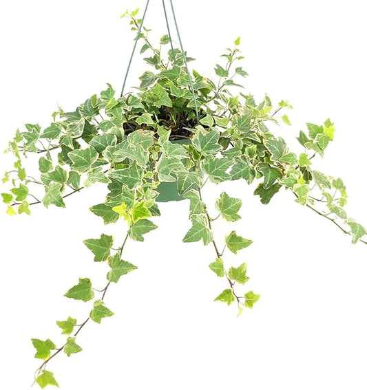 Glacier English Ivy (6" Terracotta Pot) - Trailing Indoor Houseplants - Eye-catching Ivy Plants - Live Healthy Trailing Houseplant for Home Office Decoration