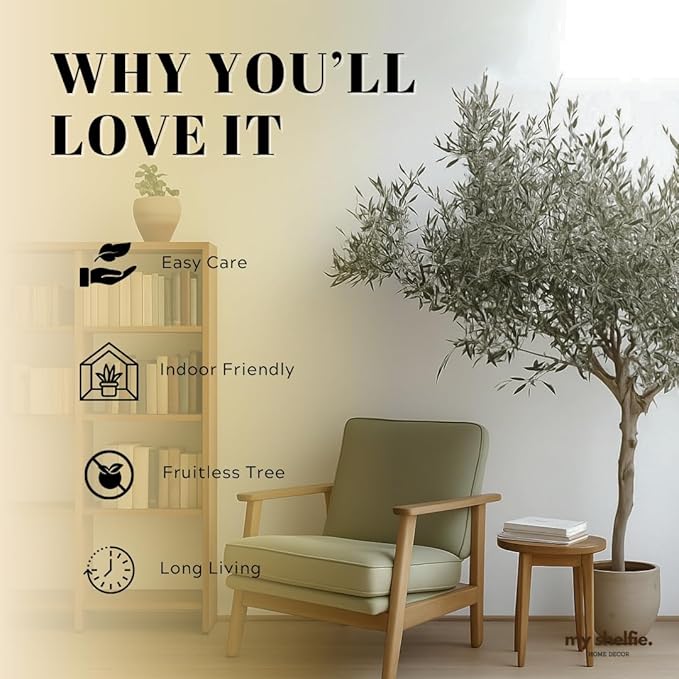 MYSHELFIE Dwarf Olive Tree Starter Plant, 2 Inch Pot, Indoor Outdoor Bonsai (3)