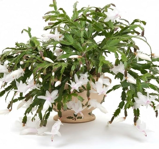 True Thanksgiving Cactus Plant Live in 4" Pot, Ready to Bloom, Holiday Christmas Cactus Plants Live, White Blooms