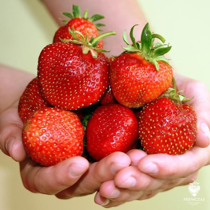 Strawberry Fresca Seeds – Fragaria × Ananassa | Perennial | Everbearing, Sweet & Juicy Garden Strawberry